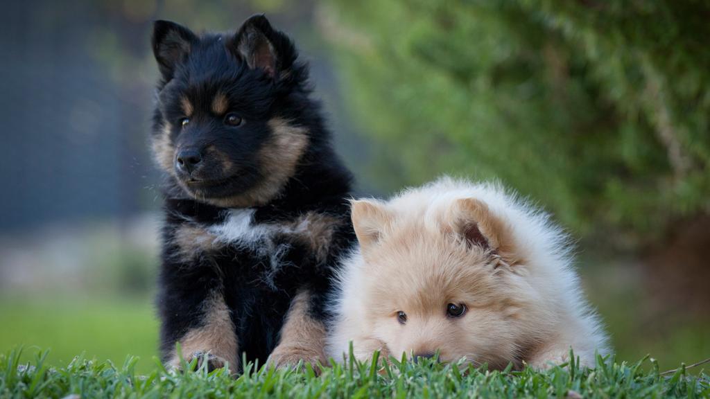 Life Stage Considerations icon