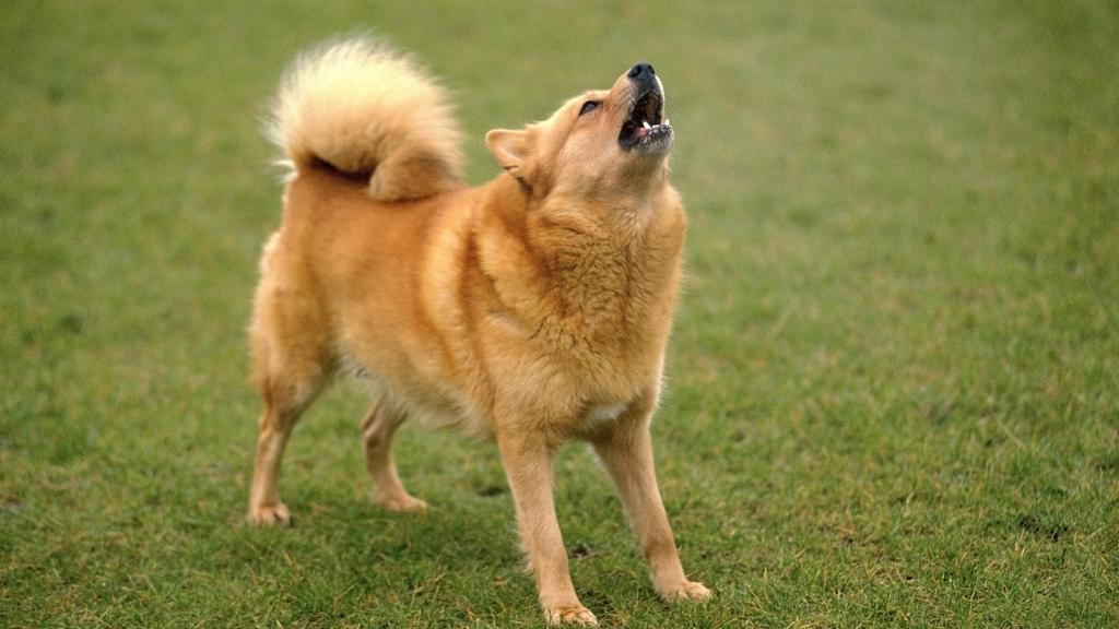 Finnish Spitz