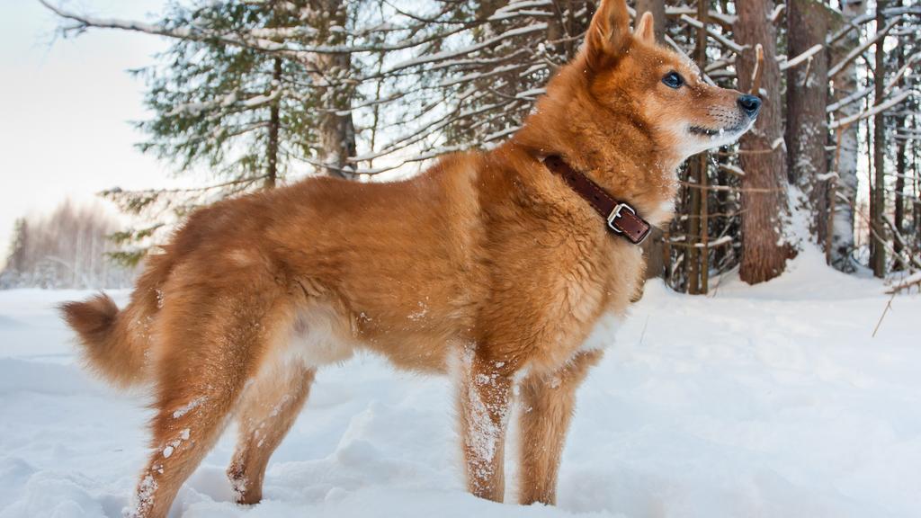 Finnish Spitz