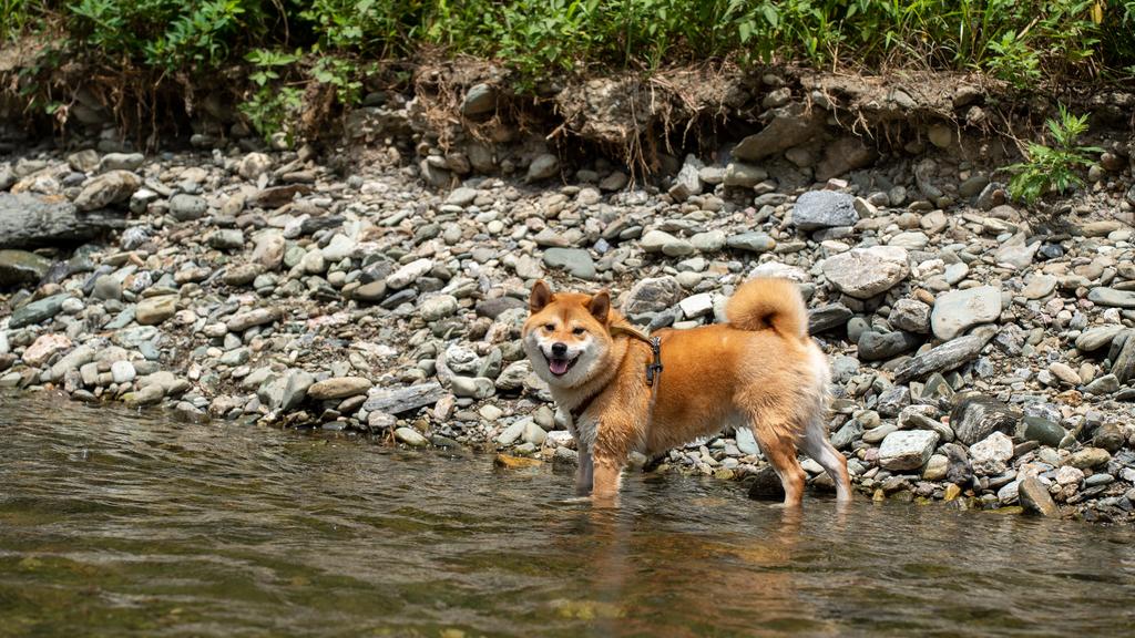 Suitability for First-Time vs. Experienced Owners icon