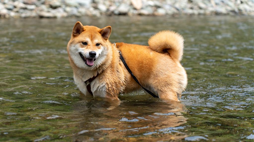 Grooming & Health icon