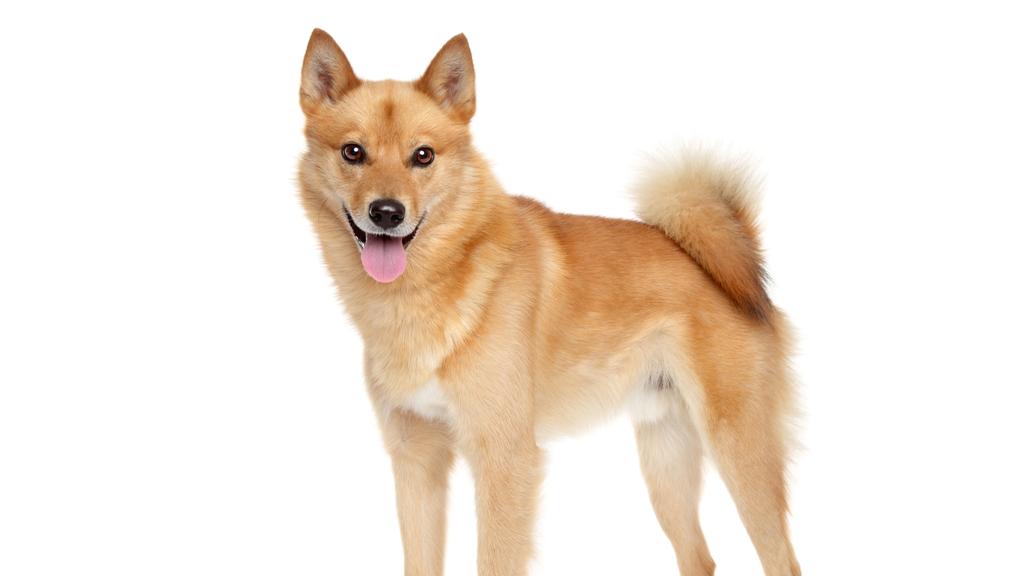 Finnish Spitz