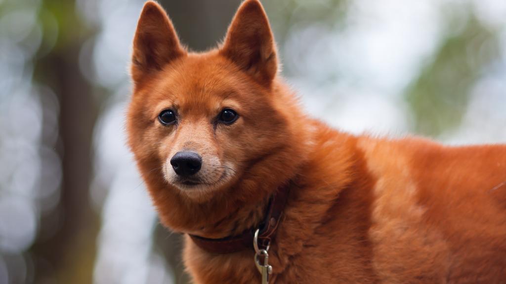 Finnish Spitz