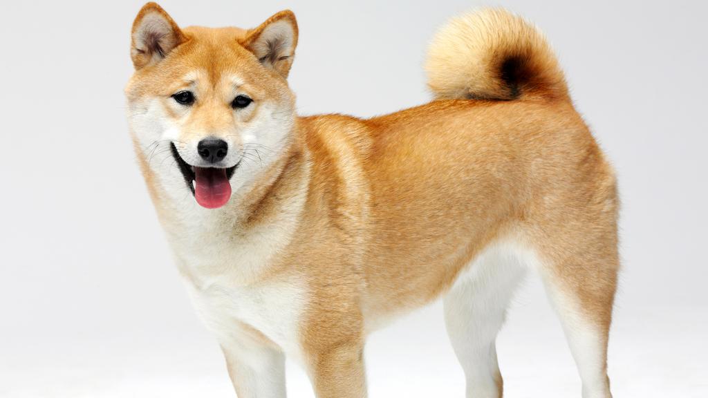 Exercise & Activity Needs icon