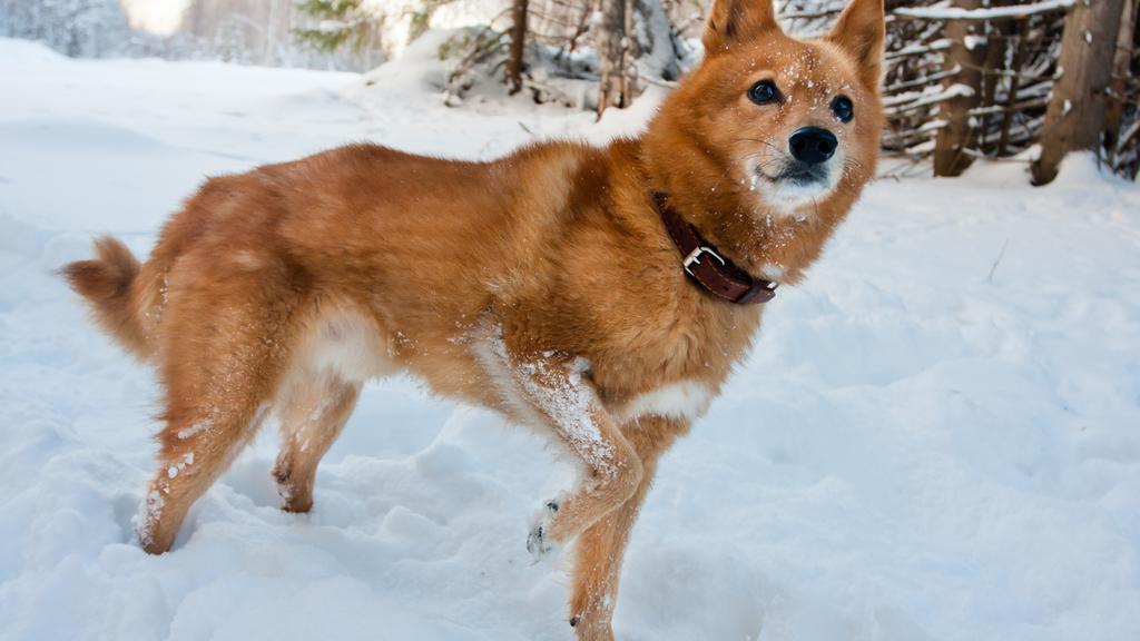 Finnish Spitz