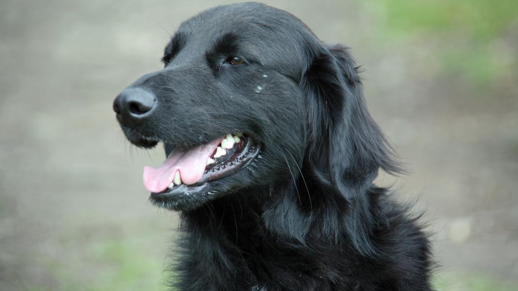 Flat-Coated Retriever