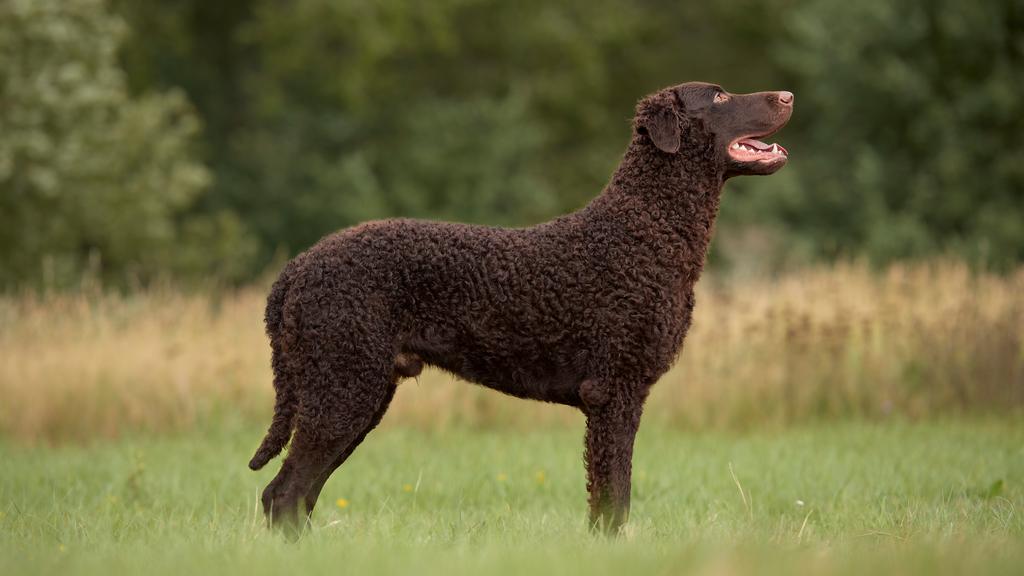 Flat-Coated Retriever
