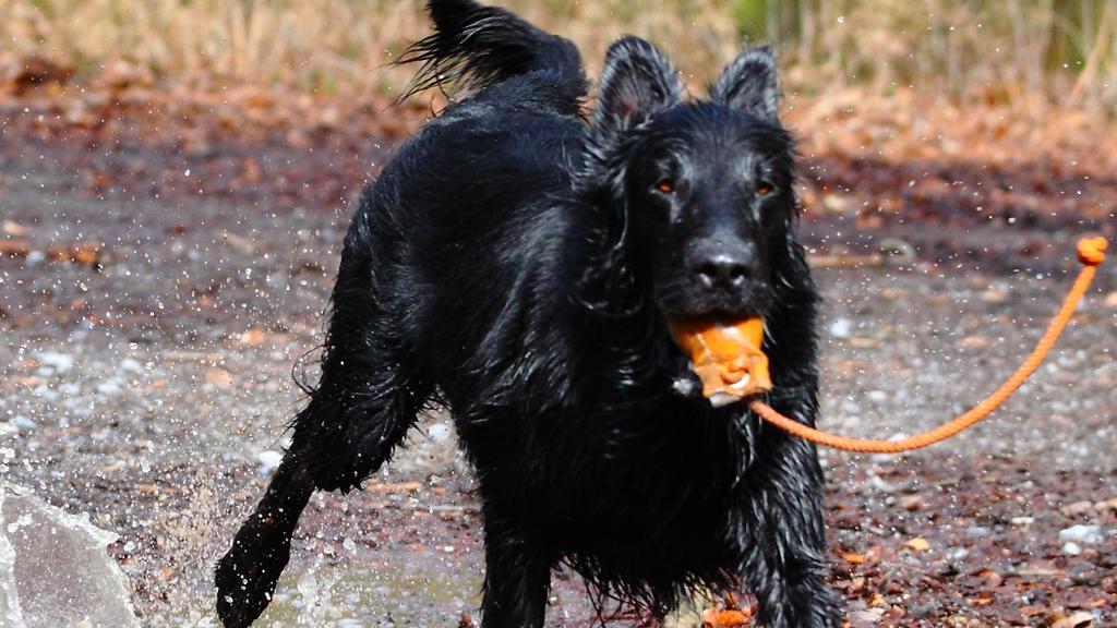 Flat-Coated Retriever