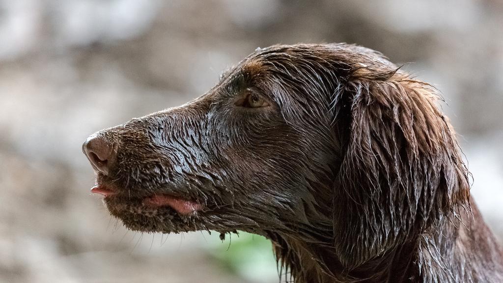 Grooming & Health icon