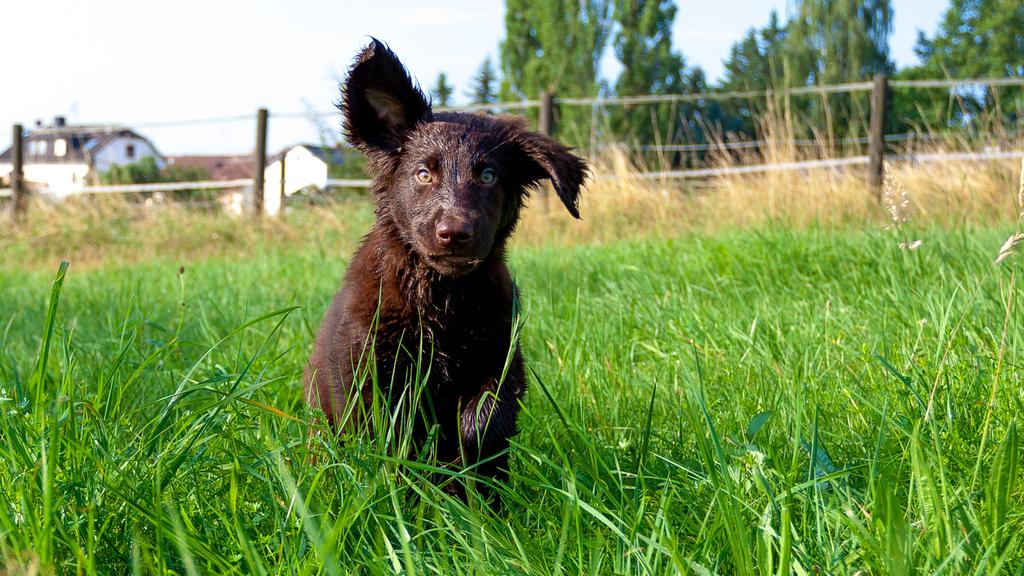 Flat-Coated Retriever