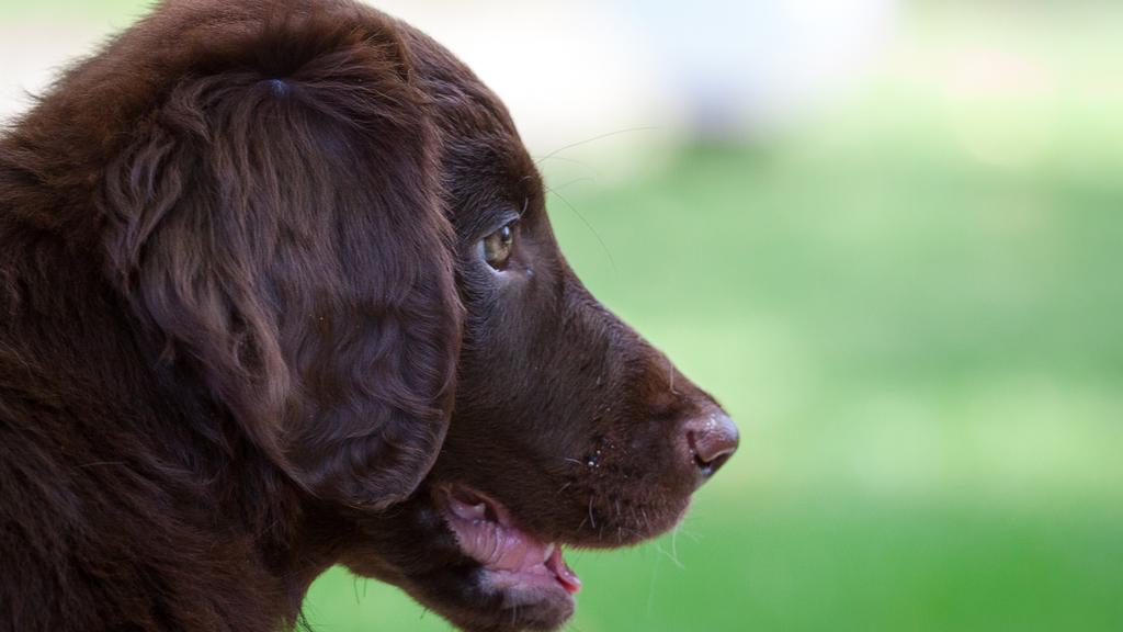 Exercise & Activity Needs icon