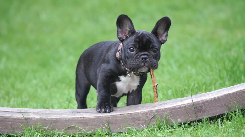 Temperament & Behavior icon