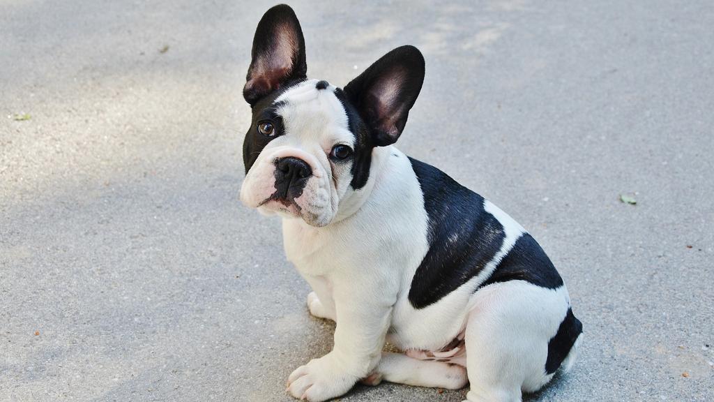 French Bulldog