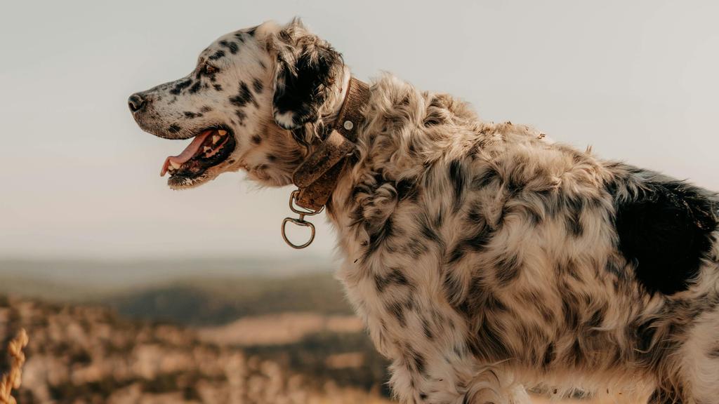 Suitability for First-Time vs. Experienced Owners icon