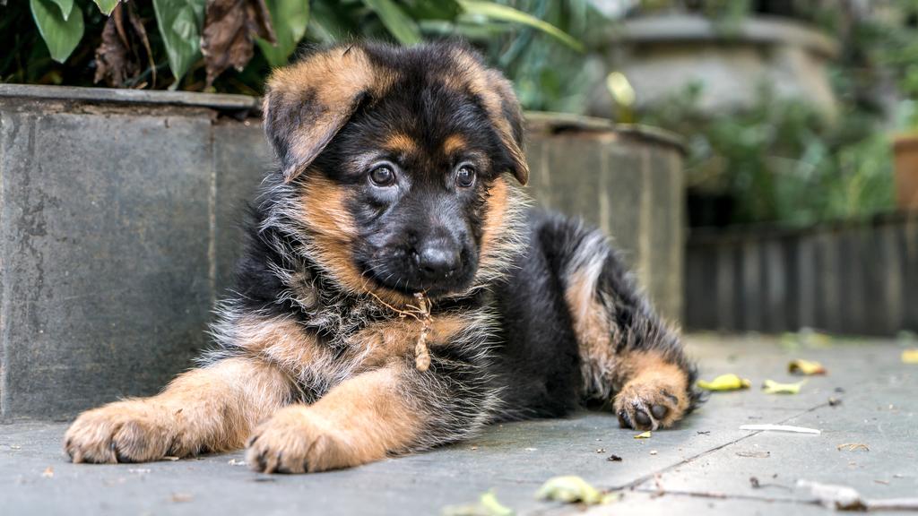 German Shepherd Dog