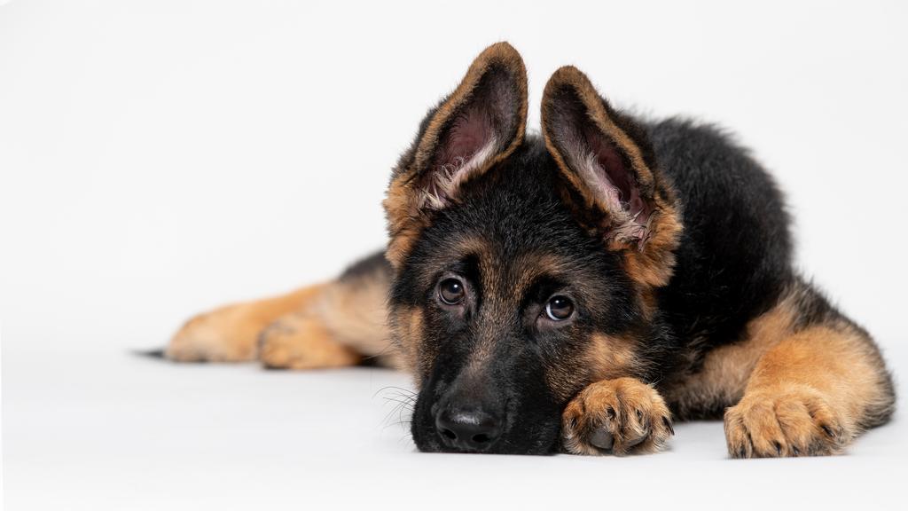 German Shepherd Dog