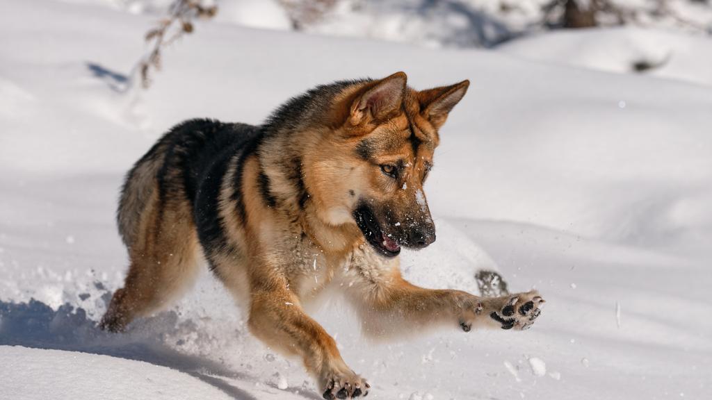 German Shepherd Dog