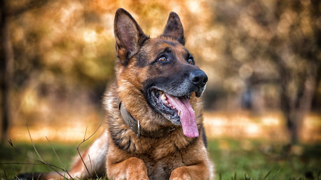 German Shepherd Dog