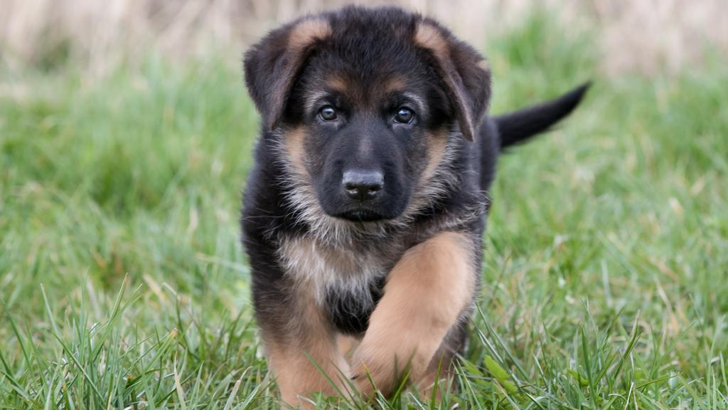 Temperament & Behavior icon