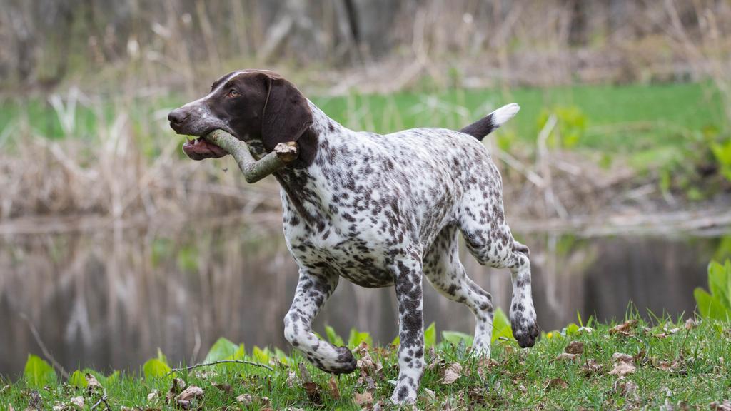 Life Stage Considerations icon