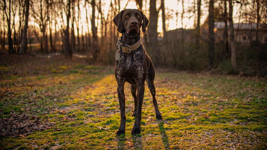 German Wirehaired Pointer