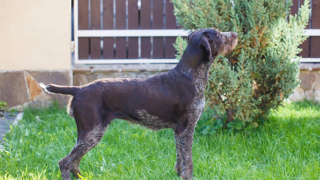 German Wirehaired Pointer