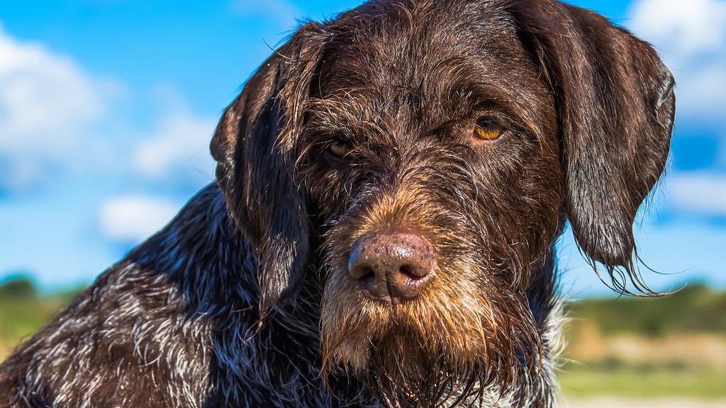German Wirehaired Pointer