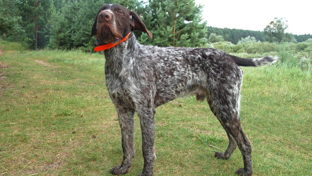 German Wirehaired Pointer