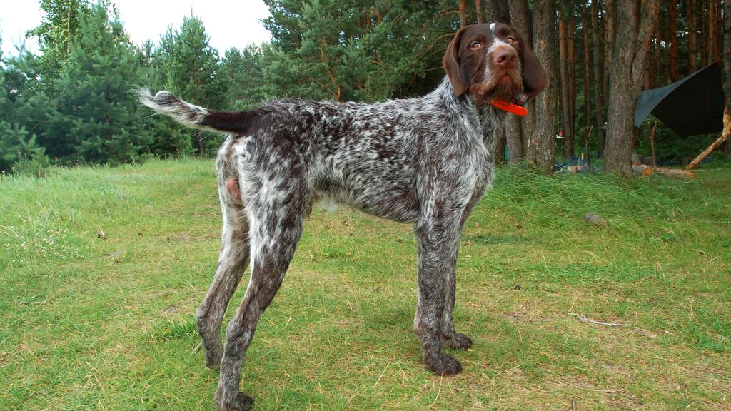 German Wirehaired Pointer