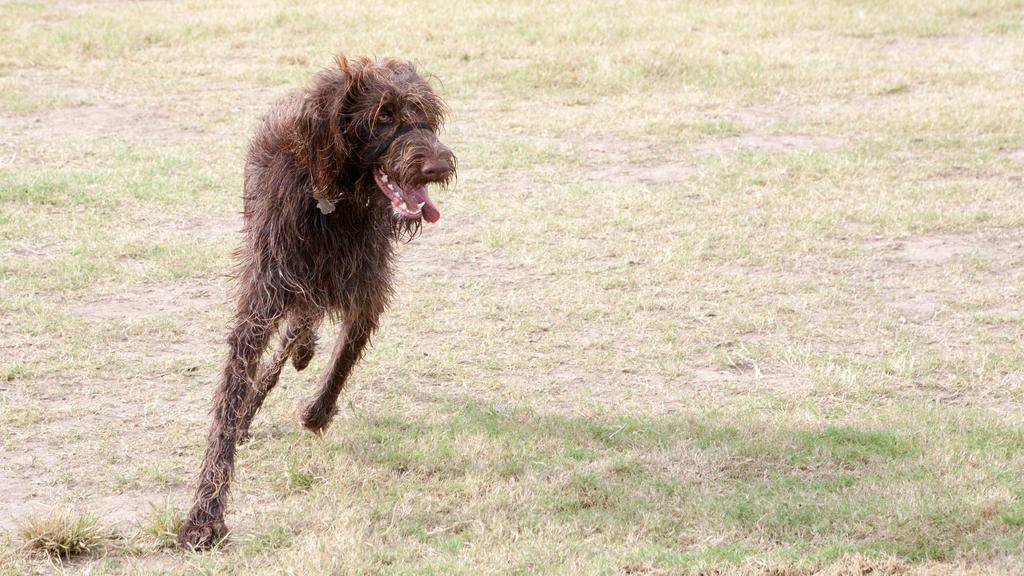 German Wirehaired Pointer