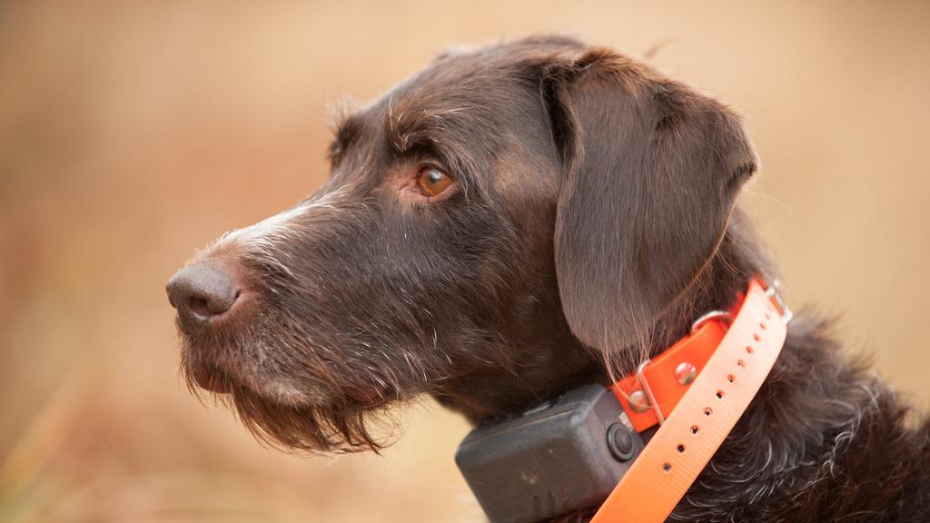 German Wirehaired Pointer