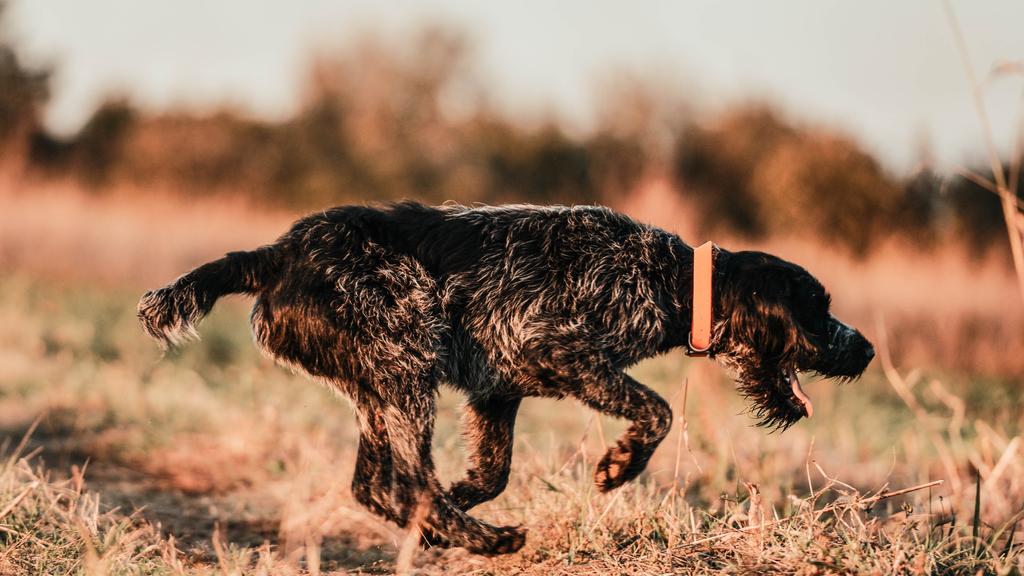 German Wirehaired Pointer