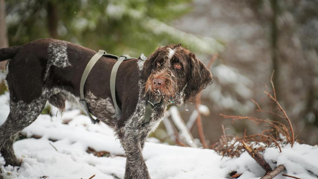 German Wirehaired Pointer