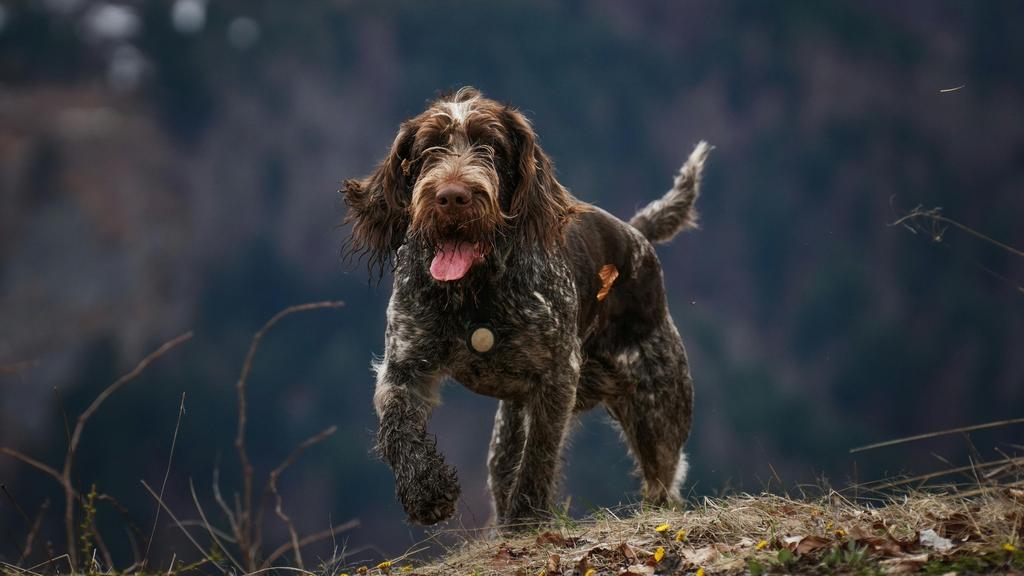 Suitability for First-Time vs. Experienced Owners icon