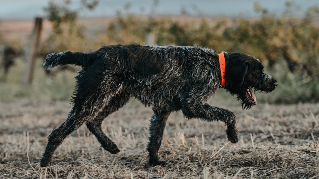 Living Environment Adaptability icon