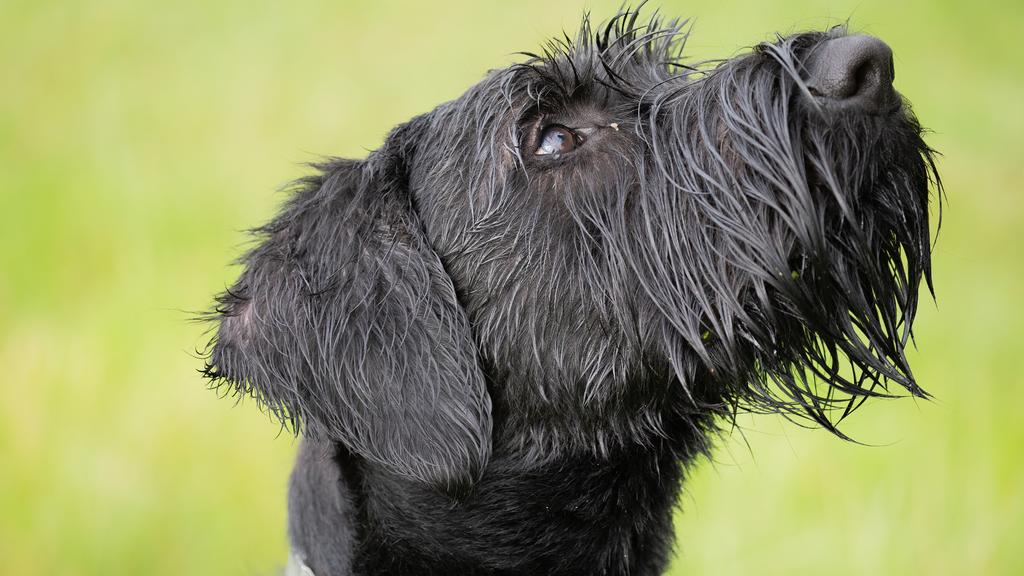 Giant Schnauzer