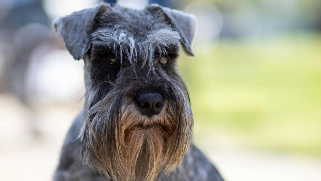 Giant Schnauzer