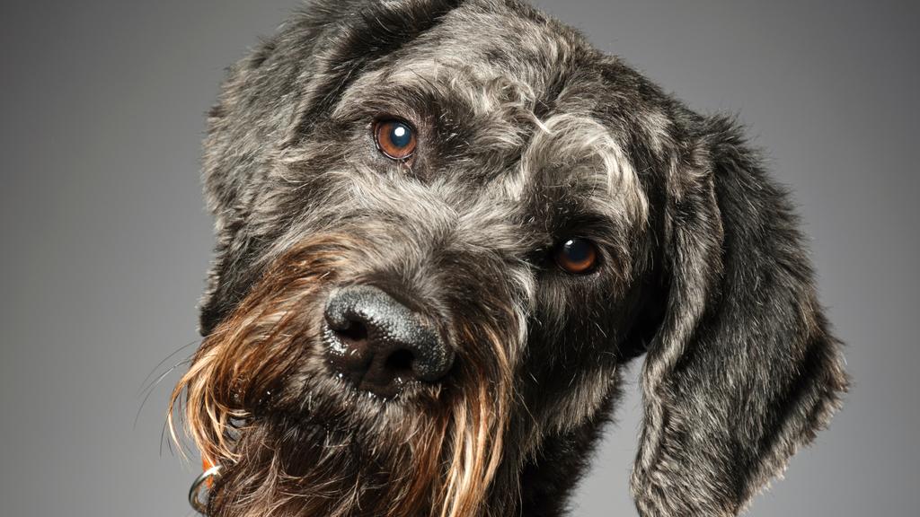 Temperament & Behavior icon