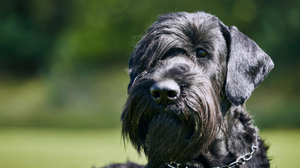 Giant Schnauzer