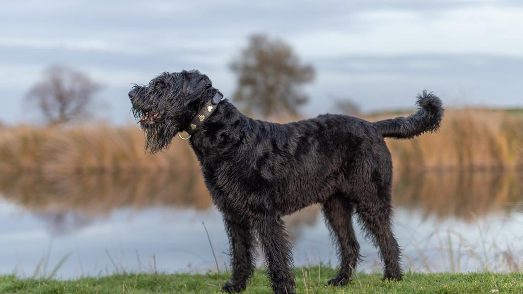 Giant Schnauzer