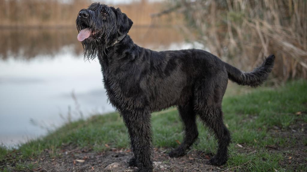 Giant Schnauzer