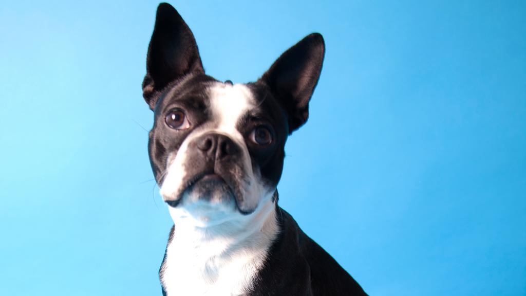 Adoption vs. Breeder Considerations icon