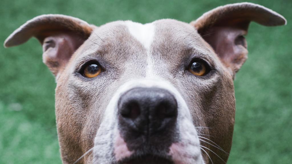 Grooming & Health icon