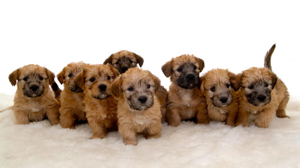 Glen of Imaal Terrier