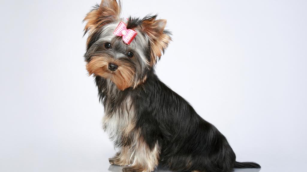 Glen of Imaal Terrier