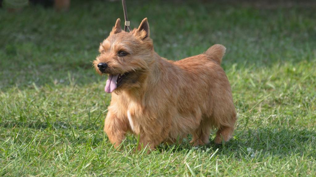 Glen of Imaal Terrier