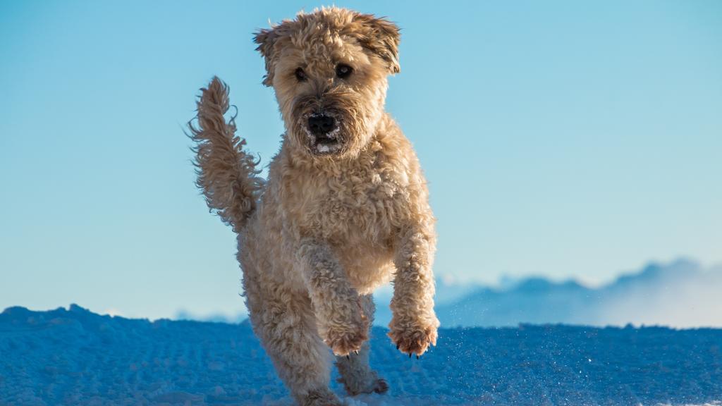 Glen of Imaal Terrier