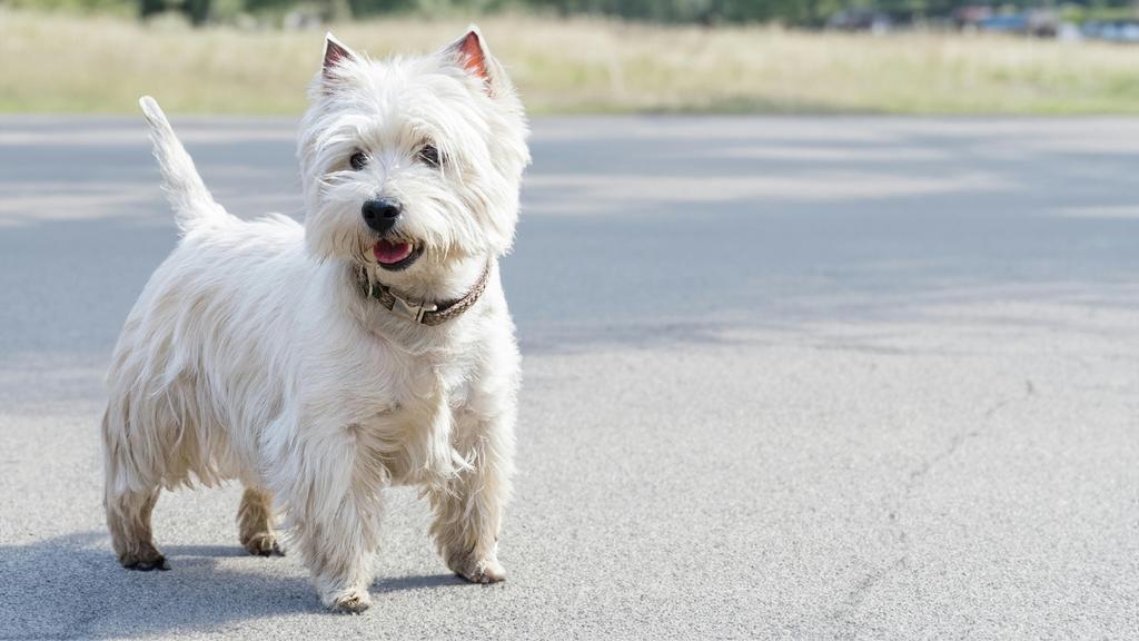 Glen of Imaal Terrier