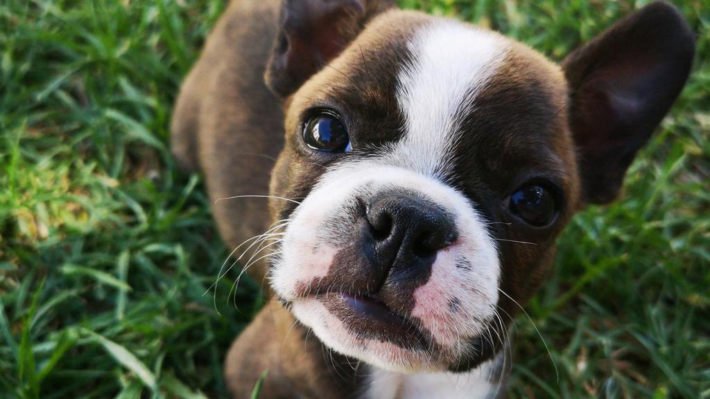 Basic Information icon