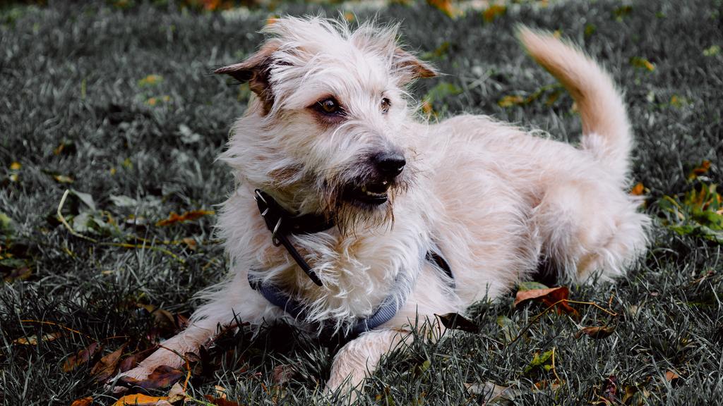 Glen of Imaal Terrier